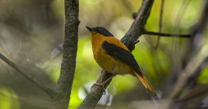 Black and orange flycatcher bird