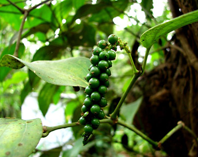 black pepper plant