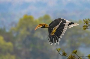 Great Indian Hornbill