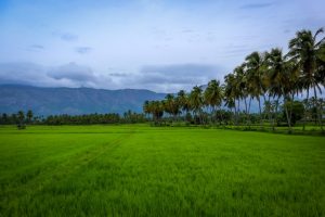 Picture of a Paddy field in Kerala