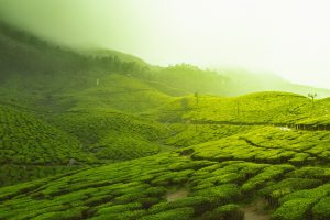 Picture from Munnar, Kerala