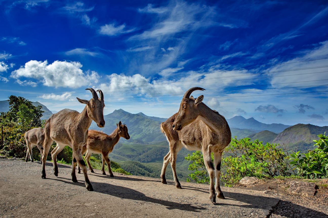 Nilgiri Tahr | Eravikulam National Park | Species in News | UPSC