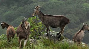 Nilgiri tahr in the Anamudi Shola National Park, Munnar