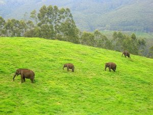 elephants in the Munnar's wild