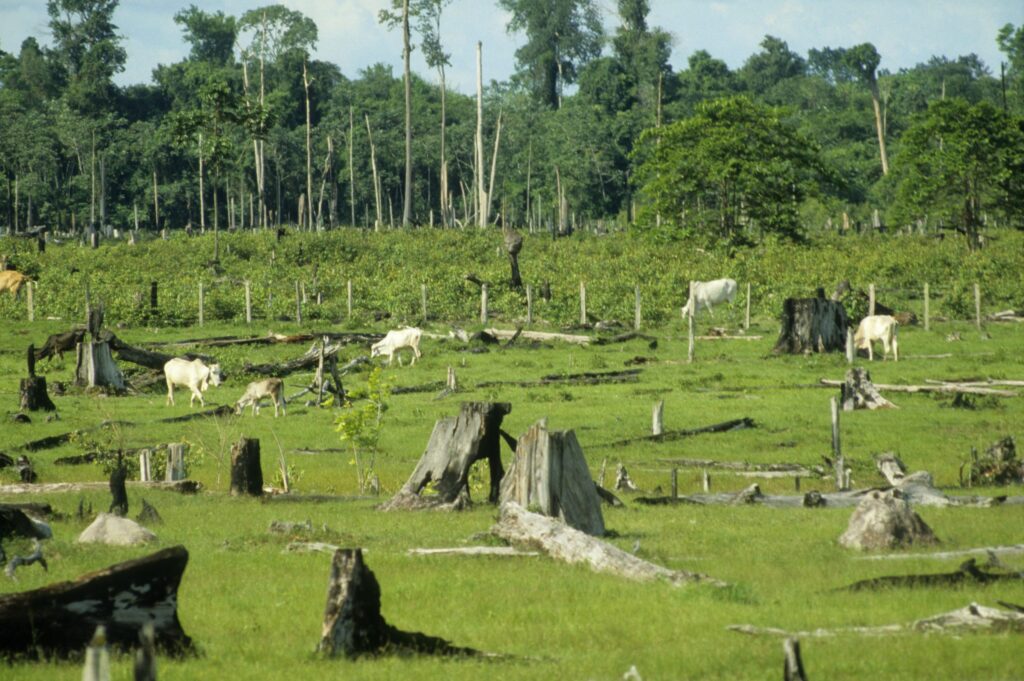 deforestation