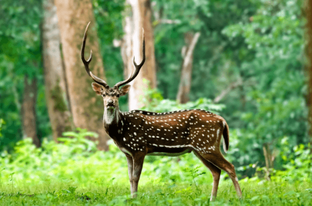 Wildlife photography of Wayanad