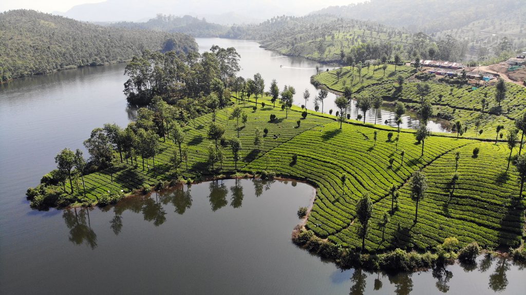 Munnar, History, Tourism, Travel, Cardamom Plantations | SpiceTree