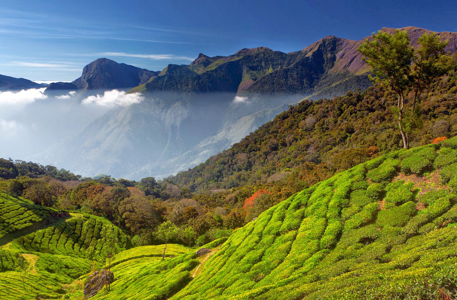 Kerala s Tea Tales Unveiling The Mystique Of Munnar SpiceTree Munnar