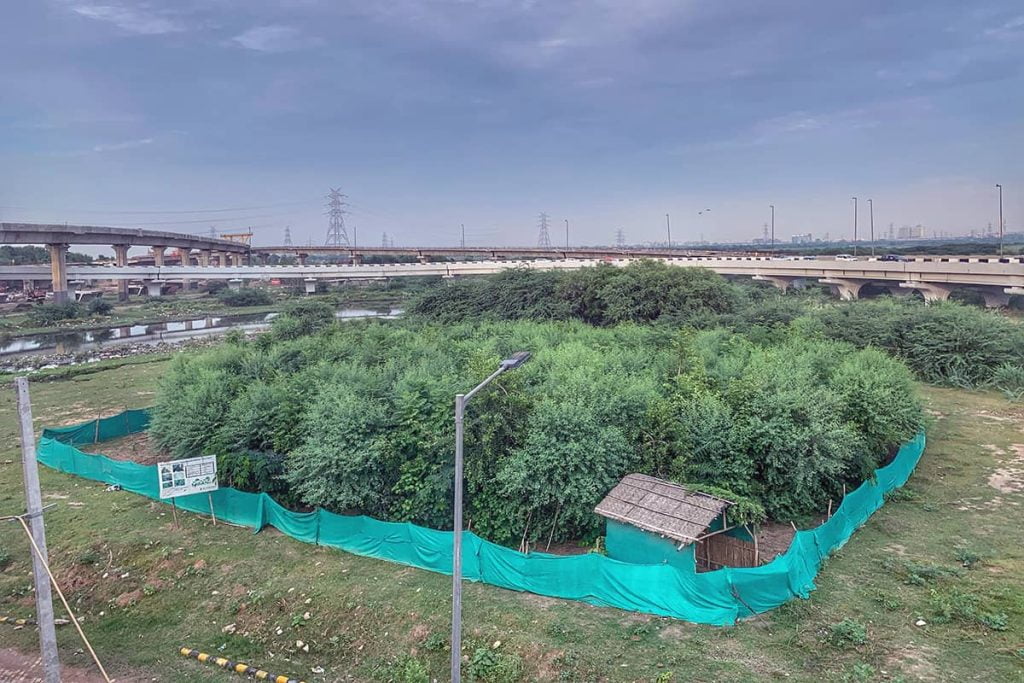 Miyawaki forest at Barapullah, Delhi