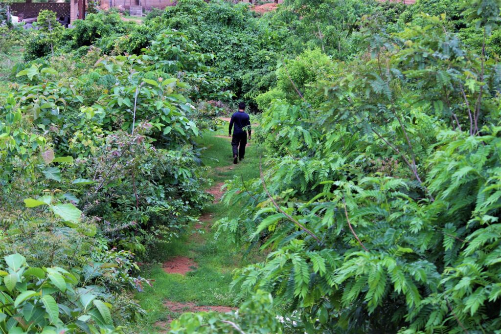 Complete guide to the Miyawaki method of afforestation